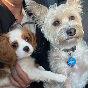 Meet your Posher, Haley